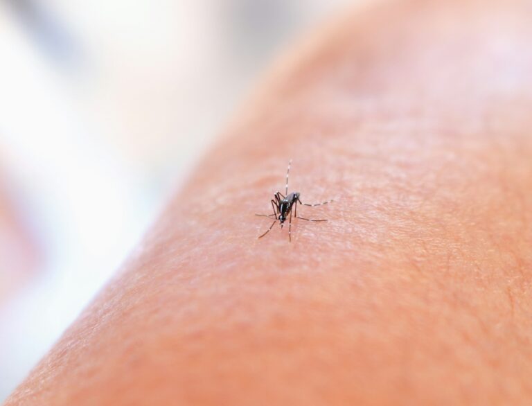 Rio tem melhora no cenário epidemiológico da dengue