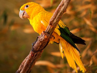 Zoológico de Brasília inaugura 1º espaço imersivo 