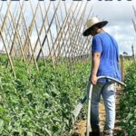 Governo do Rio e BB fazem acordo para ampliar acesso ao crédito rural