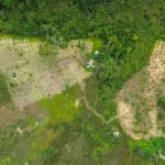 Para proteger nascentes, DF inicia plantio de 22 mil mudas na Serrinha do Paranoá