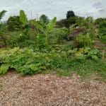 Programa da Emater fortalece segurança alimentar no DF