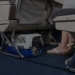 GOL desiste de transporte aéreo de animais e Azul cresce no segmento