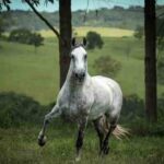 Corre, cavalo, corre!